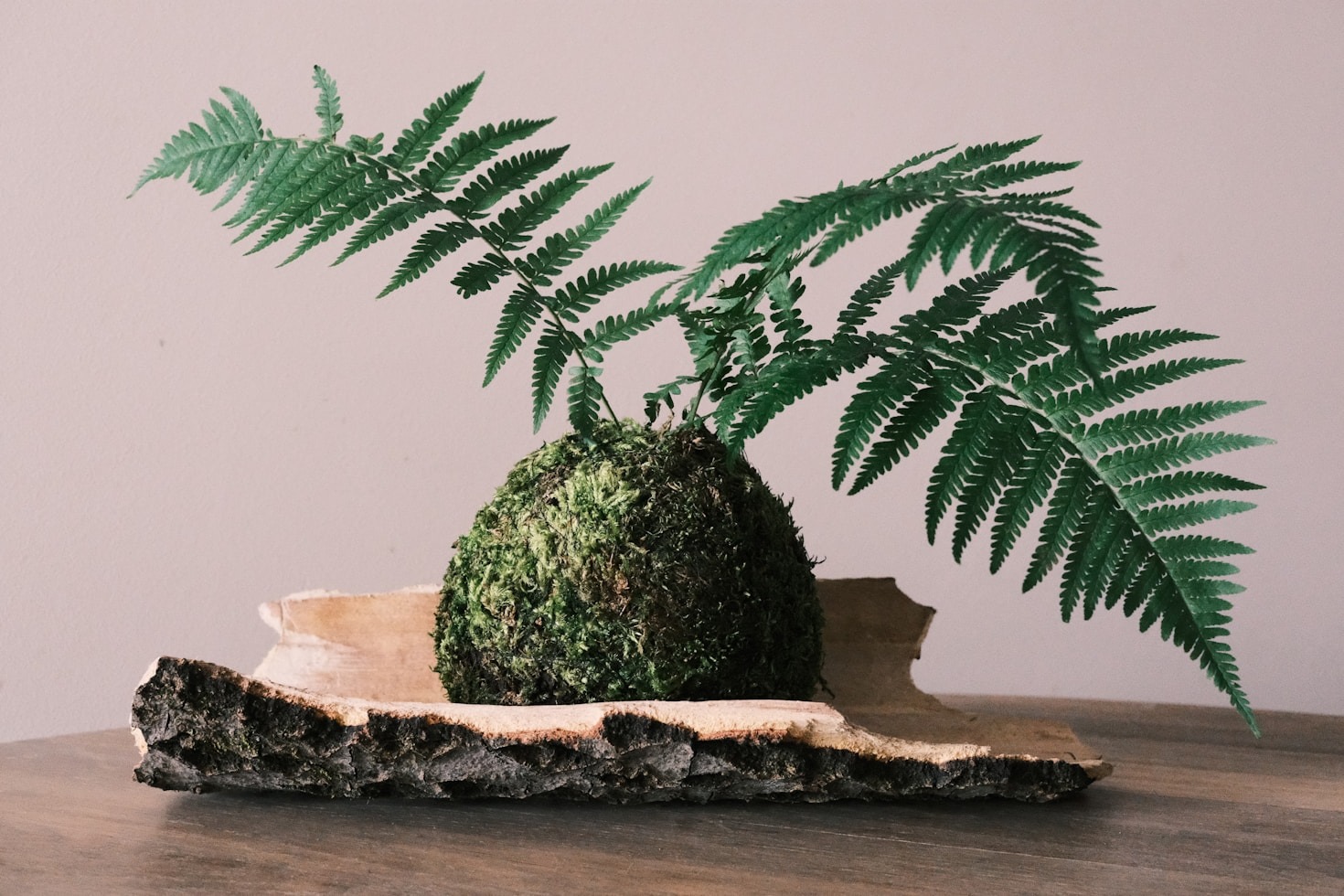 Japanese kokedama moss ball with vibrant green fern leaves displayed on a natural wood slab for a minimalist botanical decor aesthetic